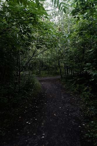 dirt road road in between trees during daytime road